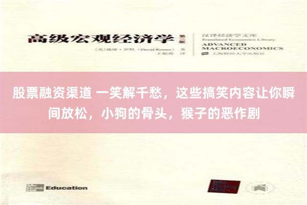 股票融资渠道 一笑解千愁，这些搞笑内容让你瞬间放松，小狗的骨头，猴子的恶作剧